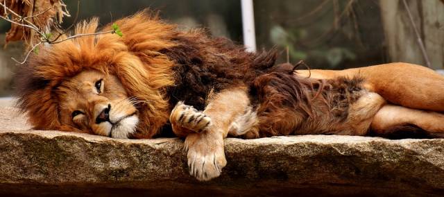 “Aslan yattığı yerden belli olur” değil, “Aslan yattığı yerden bellidir.”.