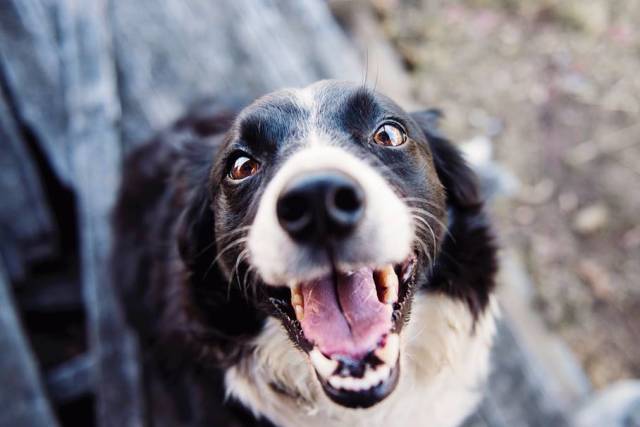 Pati Birliği’nin amacı sokak köpeklerinin yaşan standartlarını yükseltmek.