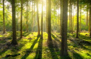 The biggest weapons: Trees