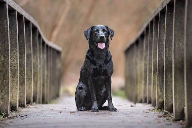 Labrador Retriever cinsi köpekler, arama kurtarma köpeği olarak da polis köpeği olarak da eğitilebiliyor.