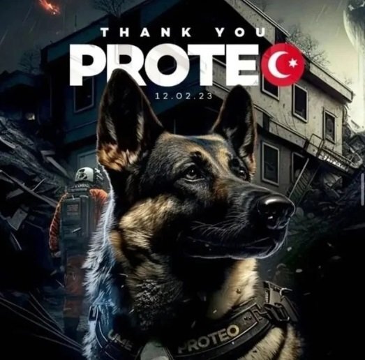 Şubat ayındaki üzücü afetlerde üç kişinin enkazdan sağ olarak çıkarılmasını sağlayan ve çalışmalar esnasında rahatsızlanarak ölen arama kurtarma köpeği Proteo. 
