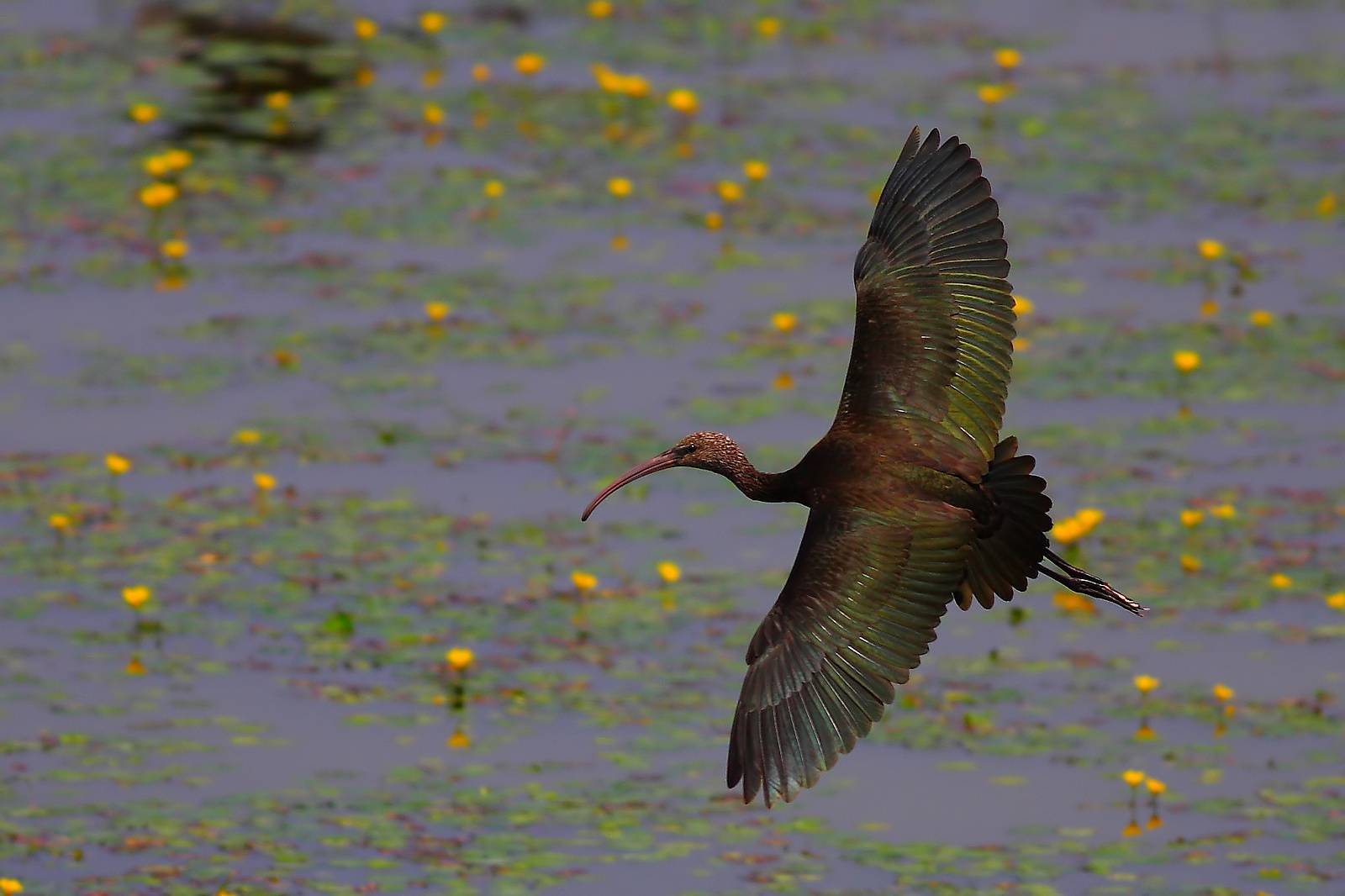 bird