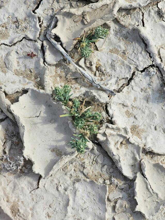 Haritada kimi topraklar bereketle, kimileri açlıkla anılıyor, sınanıyor. Eşitlik, sadece toprakta değil, sofrada da yeşermeli.
