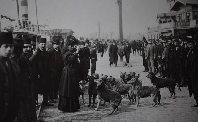 Cincinati gemisiyle tura çıkan Avrupalı bir gezgin Karaköy'de sokak köpekleriyle, 1910. Anonim.