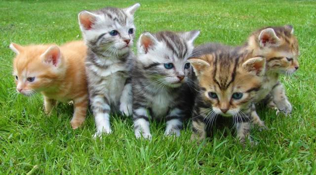 Kedi, oyun saati gelince evin bir köşesinden diğerine uçarak koşar.
