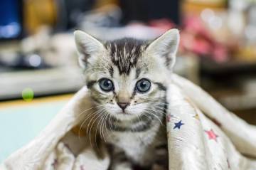 General health problems of pets
