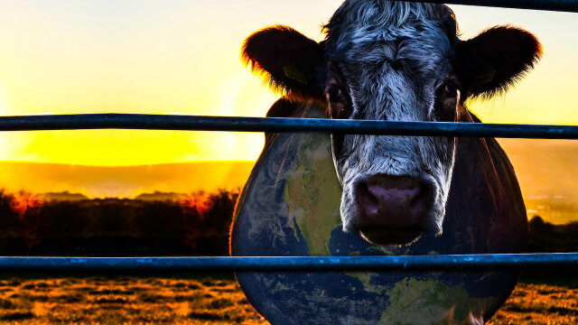 Cowspiracy belgeselini önemli kılan taraflardan biri, izleyenleri beslenme alışkanlıkları konusunda düşünmeye davet etmesi. 