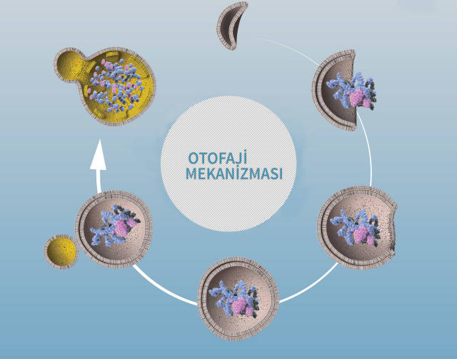 Hücrenin kendini arındırıp yeniden yapılandırmasına "otofaji" deniyor.