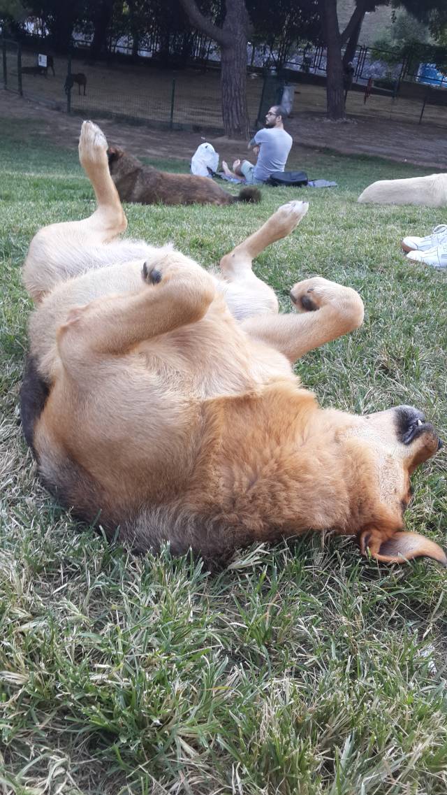 Max, insanlarla arası çok iyi olan bir köpek.