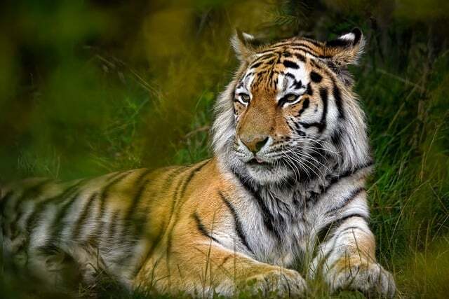 Küresel Kaplan Forumu’na (Global Tiger Forum) göre vahşi doğada sadece 5 bin 574 adet kaplan bulunuyor.