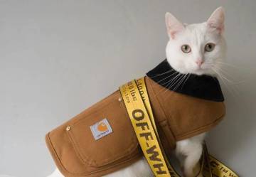 The Cat Zappa: The sympathetic fashion phenomenon