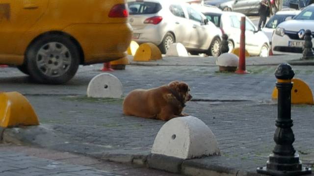 Tarçın’ın en çok korktuğu şey gök gürültüsüymüş.