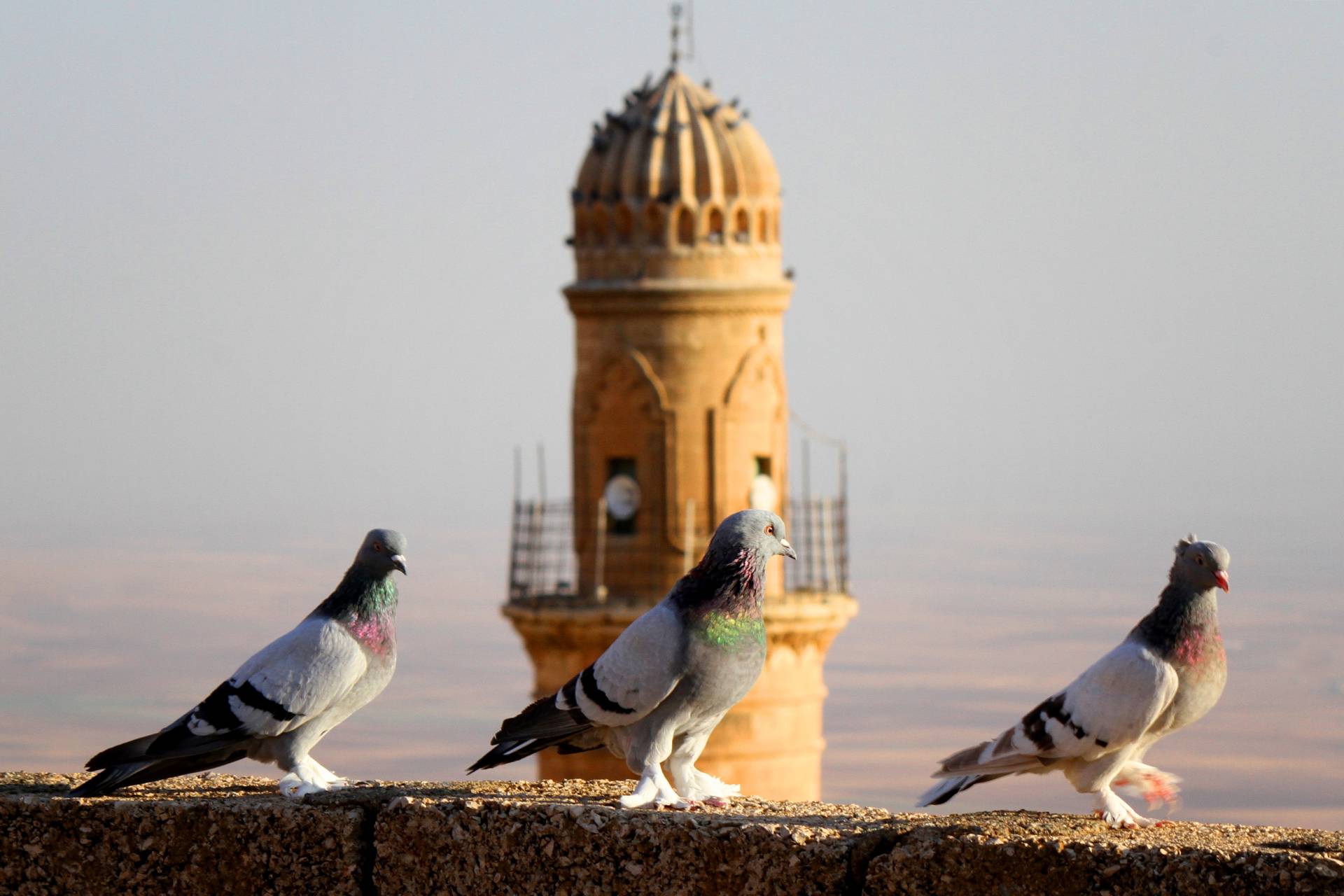 Mardin