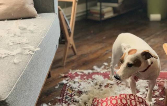 “Dışarıda oyun oynayan, koşturan, enerjisini atan köpek evde sakin olacaktır.”