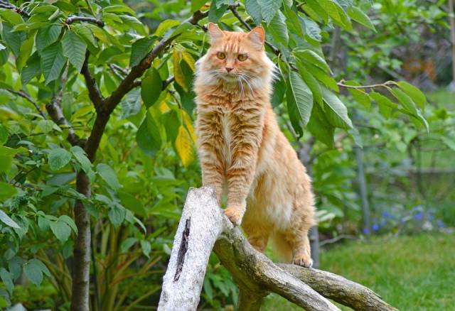 Maine Coon’ların boyu bir metreye kadar ulaşabilir.