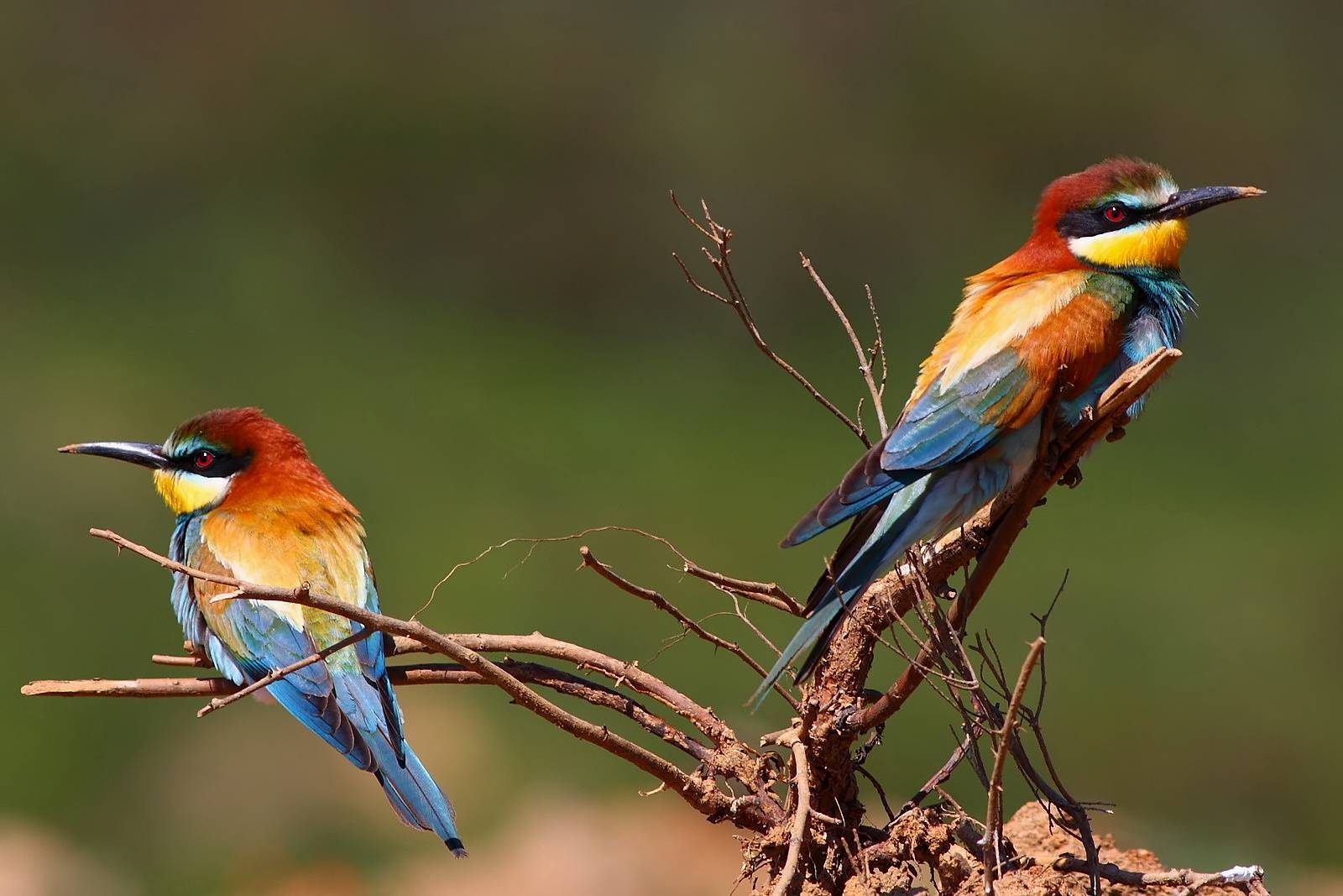 bird