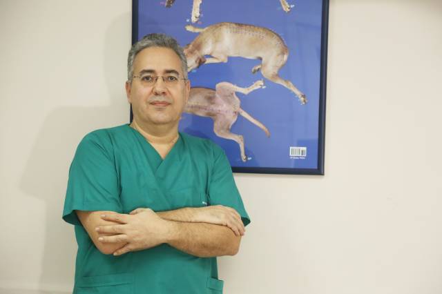 Hayvanlara uygulanan tedaviyle tek seansta 5-10 yıl sürecek bir etkiyi ortaya çıkarmak mümkün./Fotoğraf: Cenk Ertekin