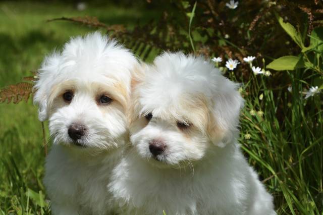Küçük ırk köpeklerde trendy kesimler daha yaygın.