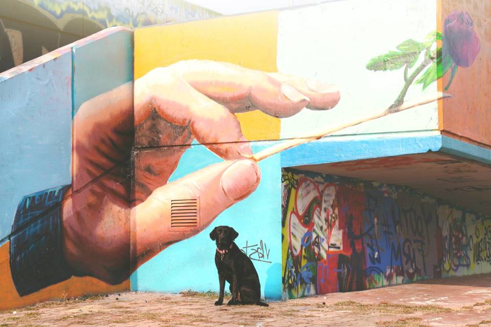 Technology and Animal Love Merges Under the Name of ‘The Paw Union’ 