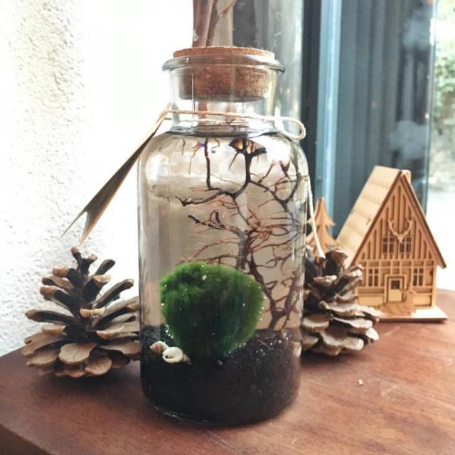 Marimo, su dolu fanusun içinde yaşıyor.