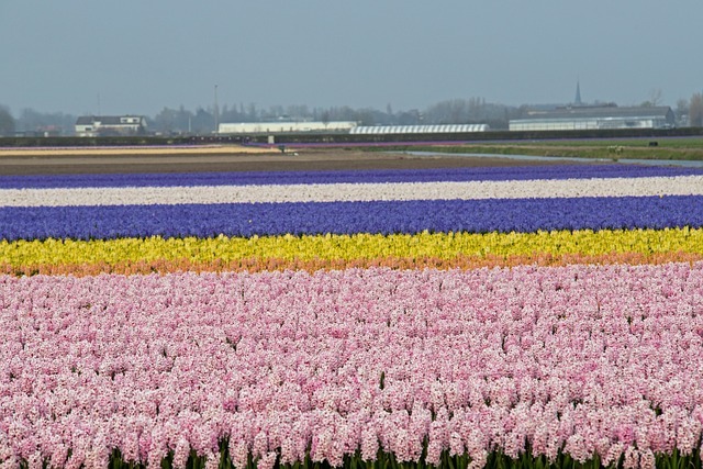 Lisse’deki çiçek tarlaları