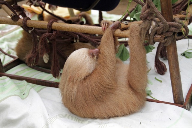 Sloth yani tembel hayvan, gün boyu ağaç tepelerinde takılan ve son derece ağır hareket eden bir otoburdur. 