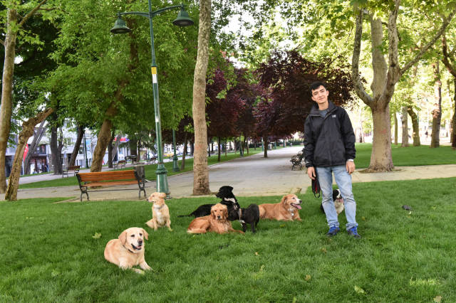 Köpek Gezdiriciliği