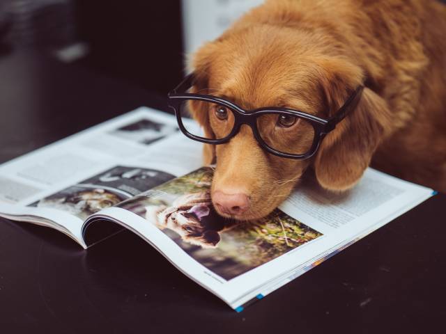 Köpekler için birçok meslek alanı oluştu.