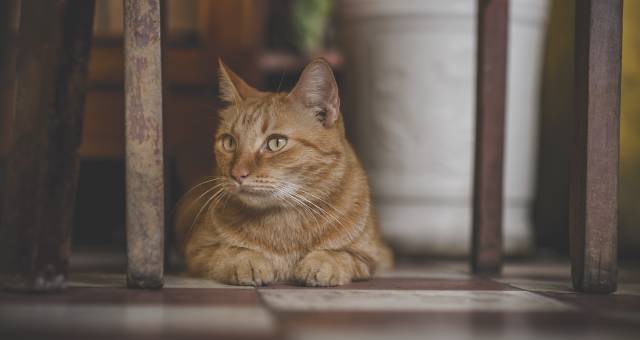 Evde yaşanabilecek diğer acil durumlar kedi ya da köpeğin bitki ya da çikolata yemesi. 