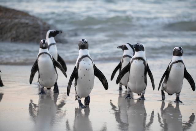 Macellan pengueni küresel ısınma sebebiyle tehdit altında.