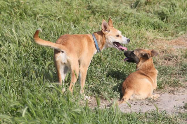 Öztaş “Kedisini köpeğini terk edenlerin mutlaka cezalandırılması gerekiyor” diyor.|Fotoğraf: Cenk Ertekin