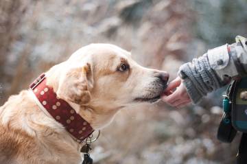 “Terapi Köpekleri” ile mucizevi sonuçlar