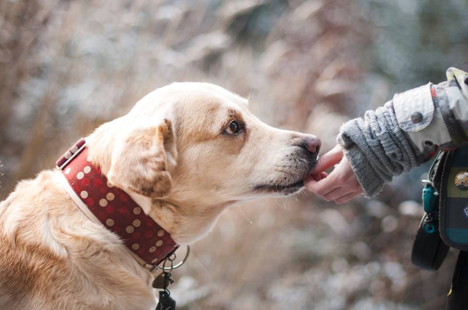 “Terapi Köpekleri” ile mucizevi sonuçlar