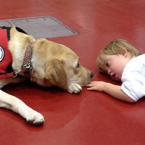 Terapi köpekleriyle yapılan çalışmalardan başarılı sonuçlar alınıyor.