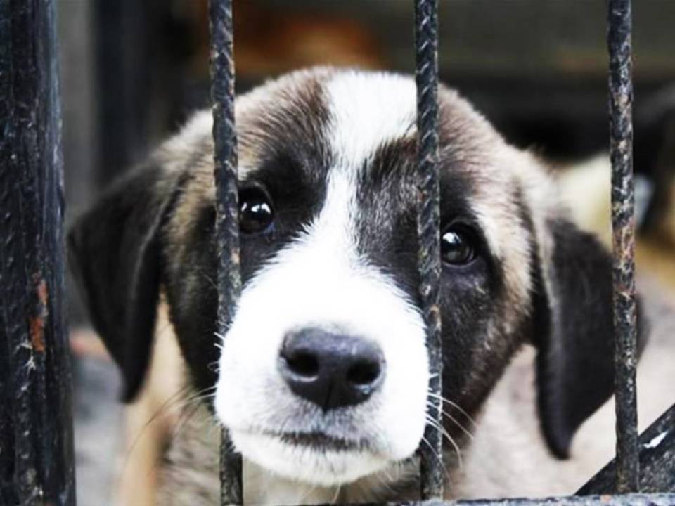 10 Simple Ways to Help Stray Animals