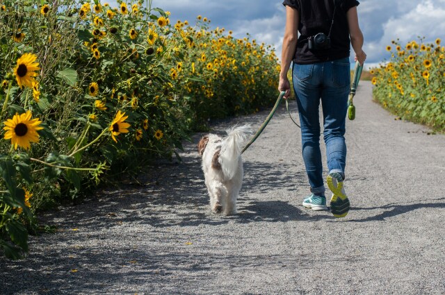 Köpek sahipleri, köpeklerinin teşvikiyle düzenli egzersiz yaparak fiziksel ve zihinsel sağlıklarını destekliyor.