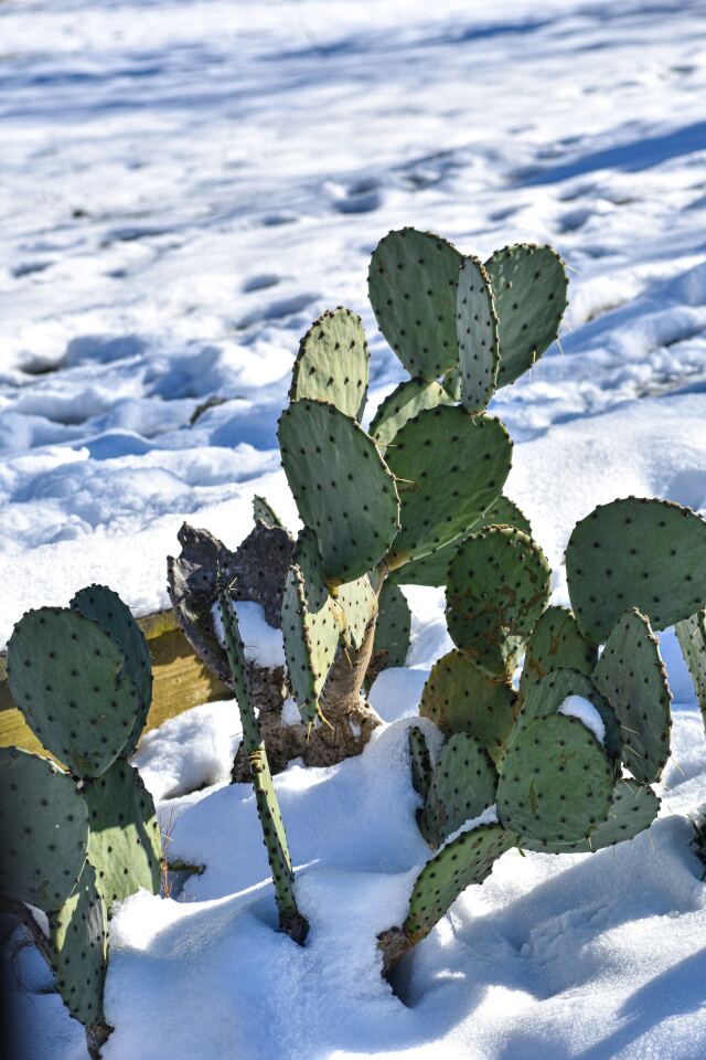 Nopal kaktüsleri pek çok farklı iklim koşulunda hayatta kalabilen dayanıklı bir tür. 