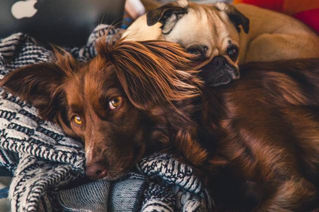 Sahibi neredeyse köpeğin evi orasıdır.