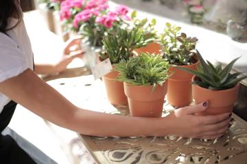 Balkon ve teraslar için bakımı kolay yazlık bitkiler
