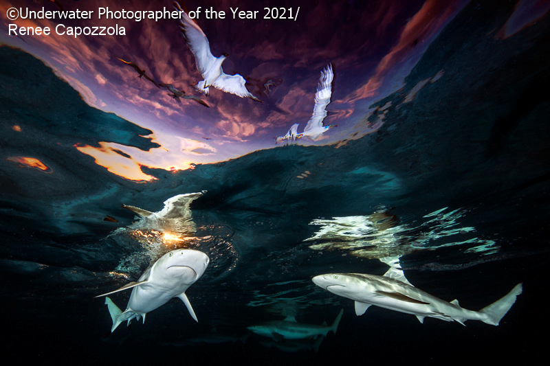 Sharks' Skylight”/ 2021 Renee Capozzola