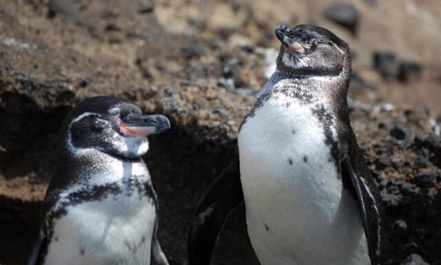 Galapagos pengueni, Ekvador’daki Galapagos Adaları’nın en önemli ev sahibi. 