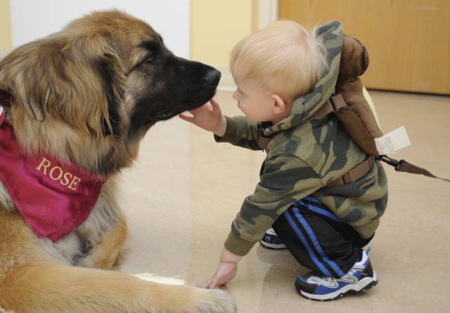 Her ırktan ve yaştan köpekler terapist olarak eğitilebiliyor.