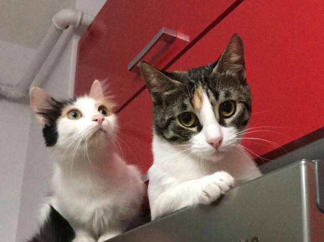 Lola ve Daisy 