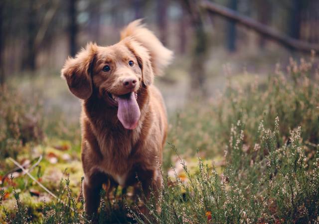 Köpeklerin koklayarak kanseri tespit etmeye çalıştığı deney, yaklaşık yüzde 90'lık bir başarı oranına sahipti.