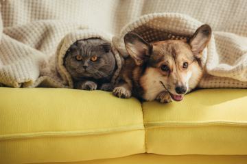 Bu yiyeceklere dikkat: Kedi ve köpeklerin yememesi gereken besinler