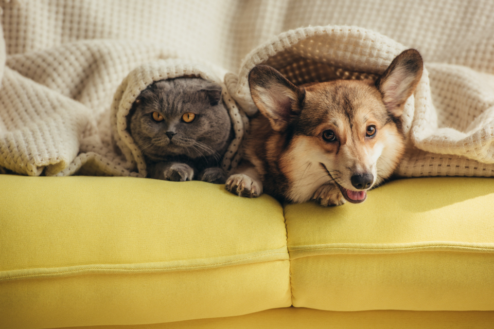 Bu yiyeceklere dikkat: Kedi ve köpeklerin yememesi gereken besinler